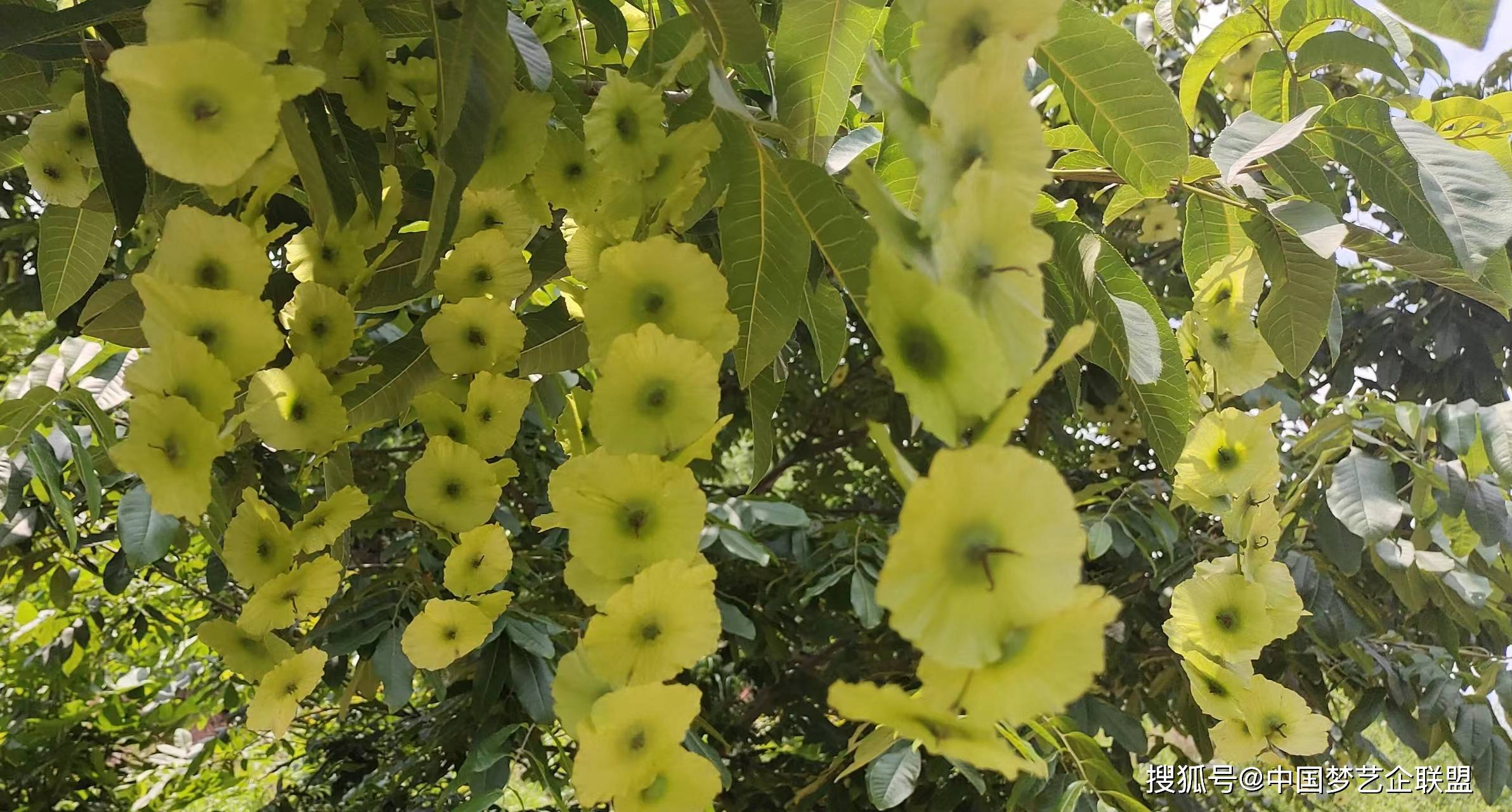 九十九株青钱柳在九华山"安家落户"