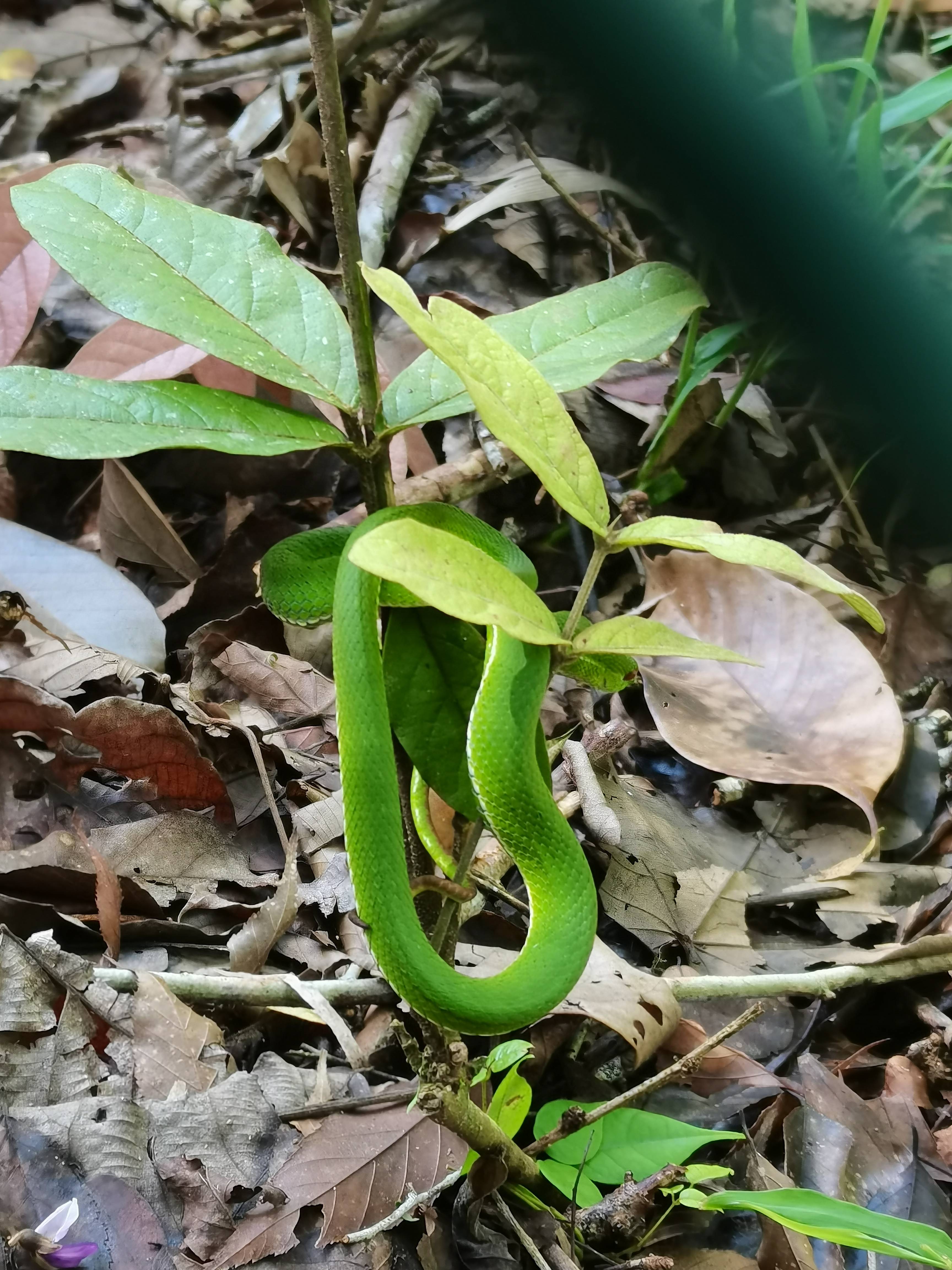 热带雨林的毒蛇图片