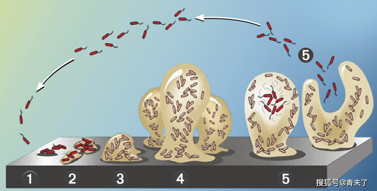 管道生物膜滋生顽固怎么有效去除?_过氧化氢_微生物_细菌