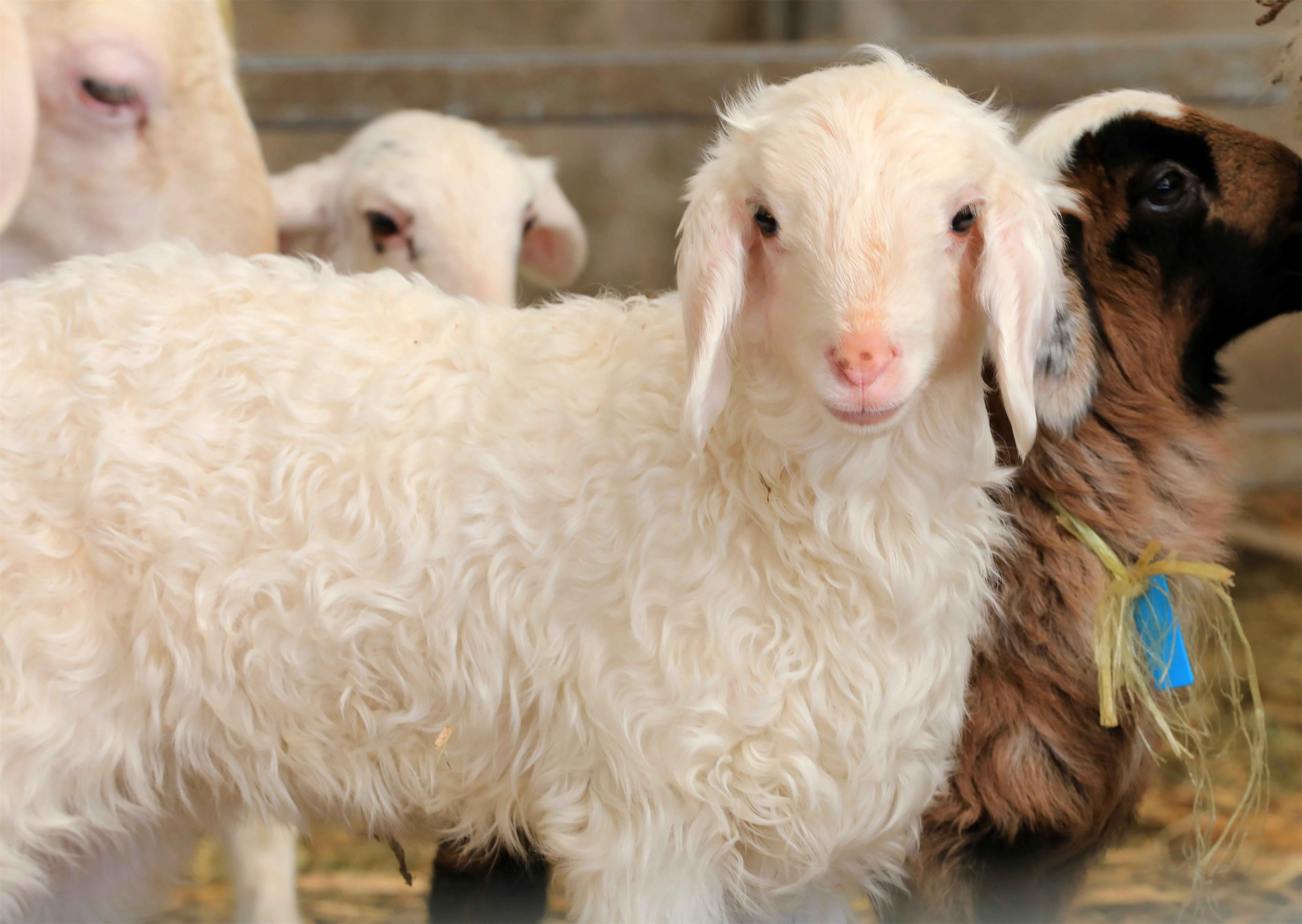 新疆焉耆:发展壮大村集体经济 全面助力乡村振兴_养殖_湖羊_东村