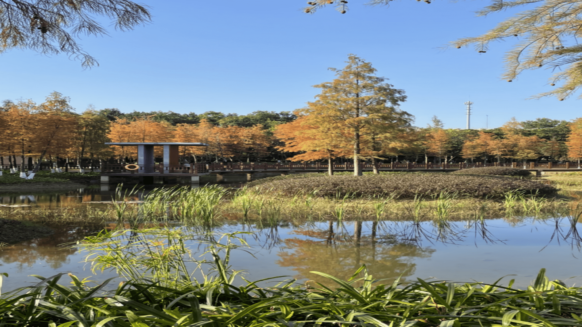 合正新悅,豔陽揮灑自如,深圳的冬天_公園_紅花_平湖