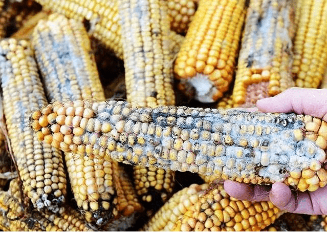 Aflatoxin