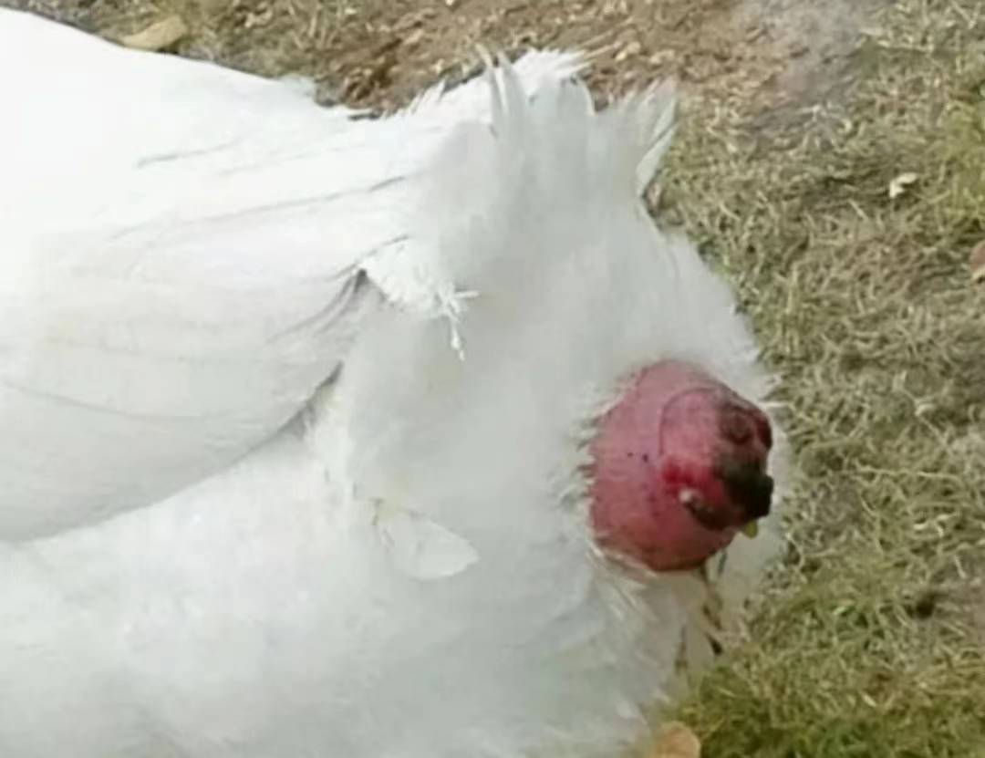 母鹅的蛋道图图片