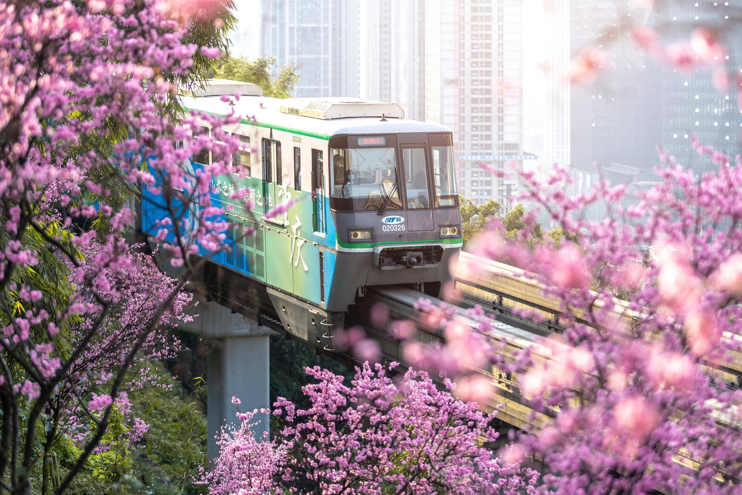 重庆开往春天的列车,列车穿行在缤纷花海中,成为一道最为亮丽风景线