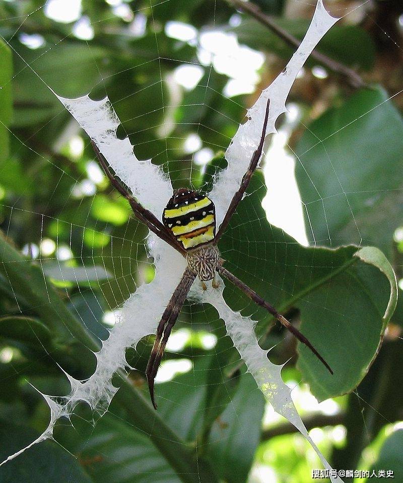 【动物界全系列】金蛛总科—金蛛科(中):金蛛_蜘蛛网_腹部_腹面