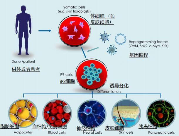 免疫细胞来治疗肿瘤,分化成生殖细胞培养出精子和卵子,或神经元