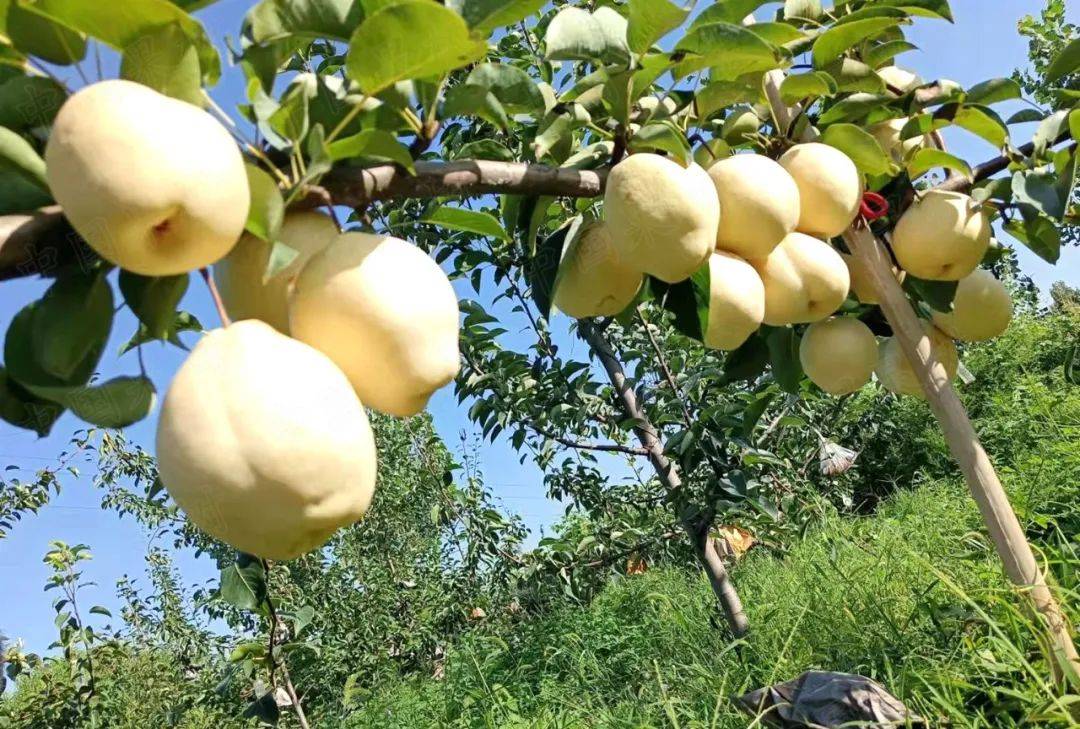 山农酥梨树苗为何能受大家欢迎 看看它的品种特点_苗木_农业_梨花