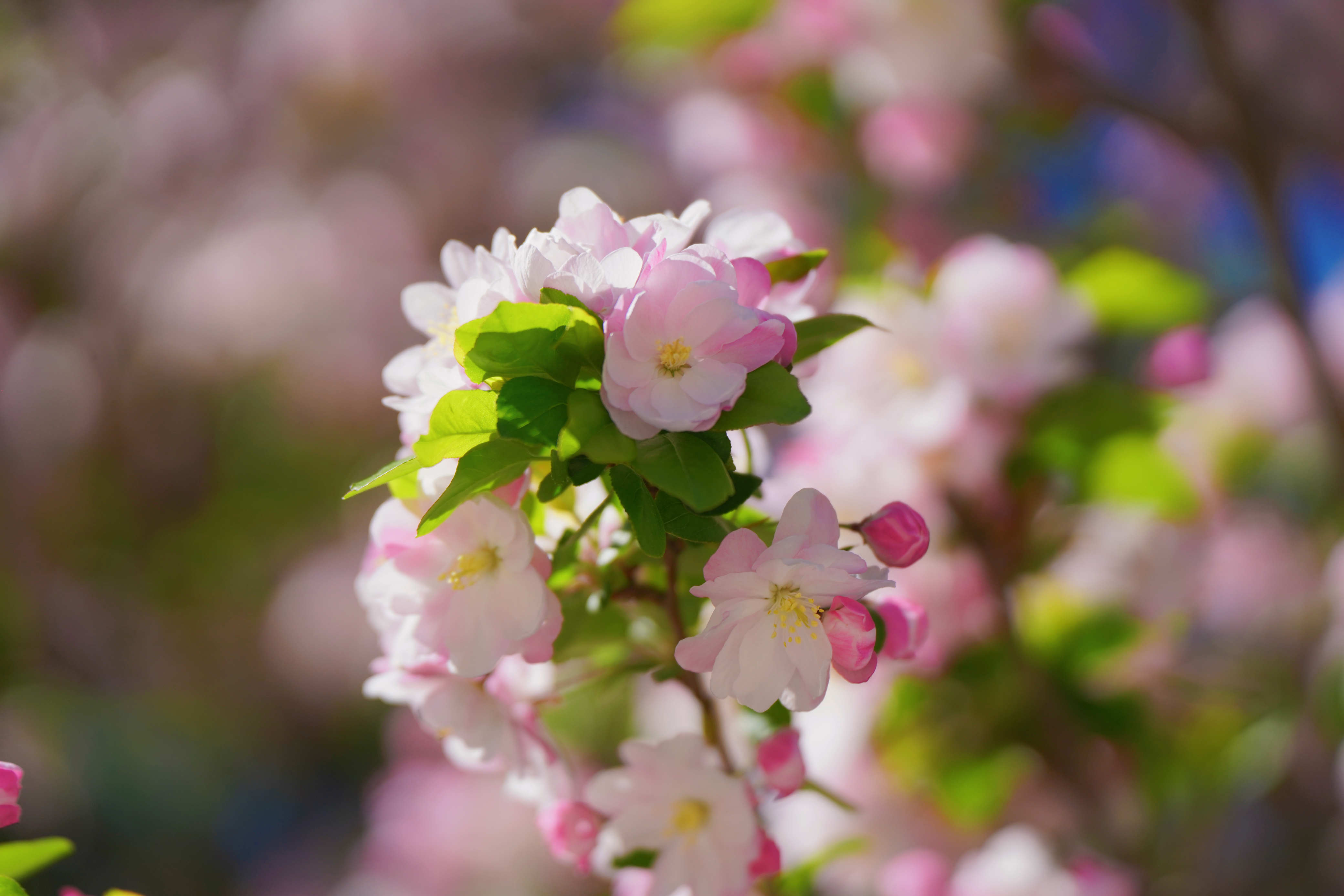 牡丹花水（牡丹花水浇多了怎么办） 第1张