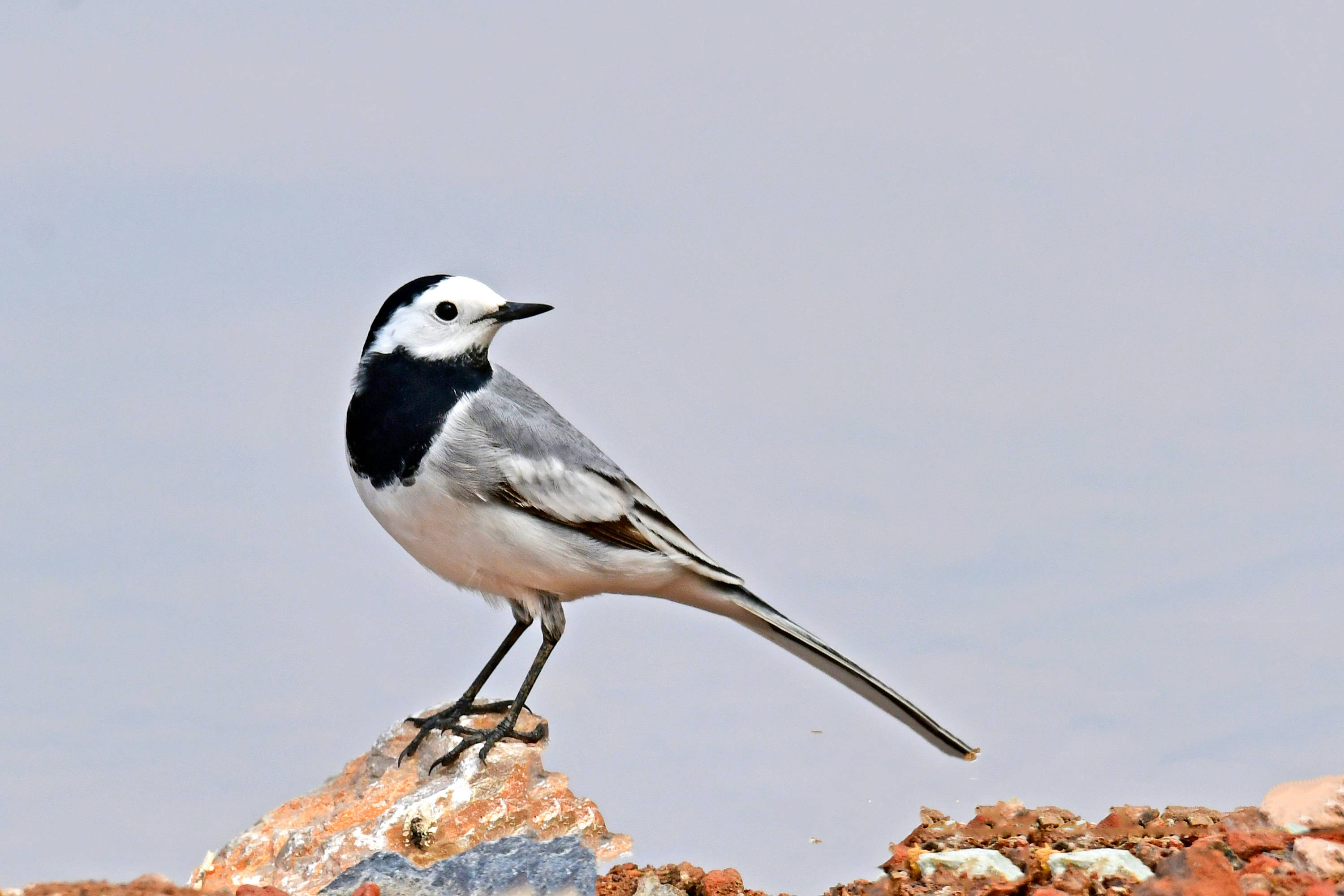 白鹡鸰——观鸟纪实_石头_鸟类_小坝