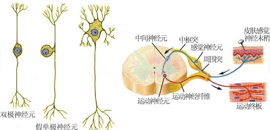 运动神经元是什么疾病?_患者_肌肉_治疗