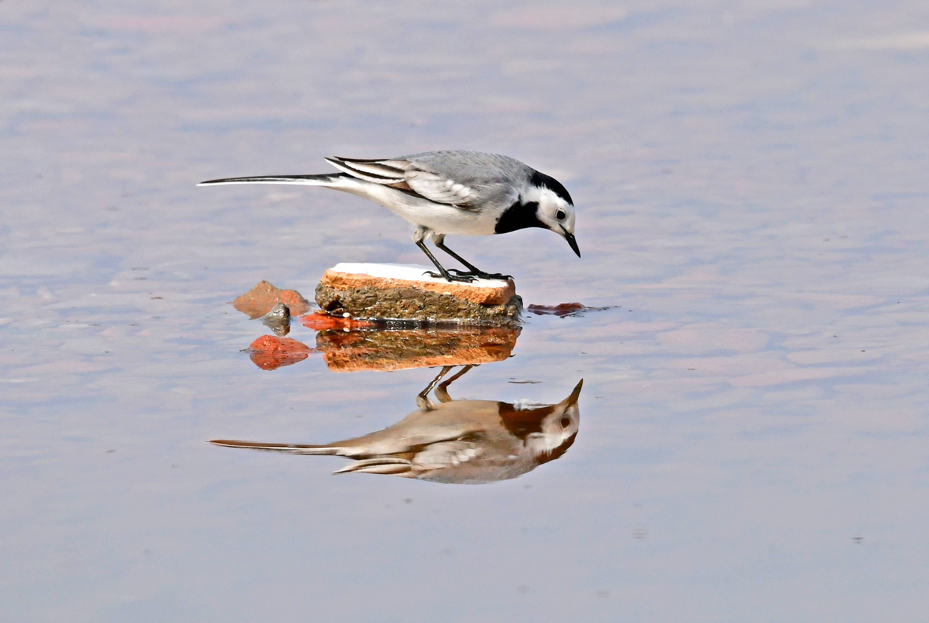 白鹡鸰——观鸟纪实_石头_鸟类_小坝