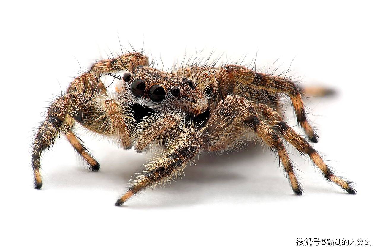 【动物界全系列】新蛛亚目—跳蛛科(一):巴韦蛛_蜘蛛_种类_紫外线