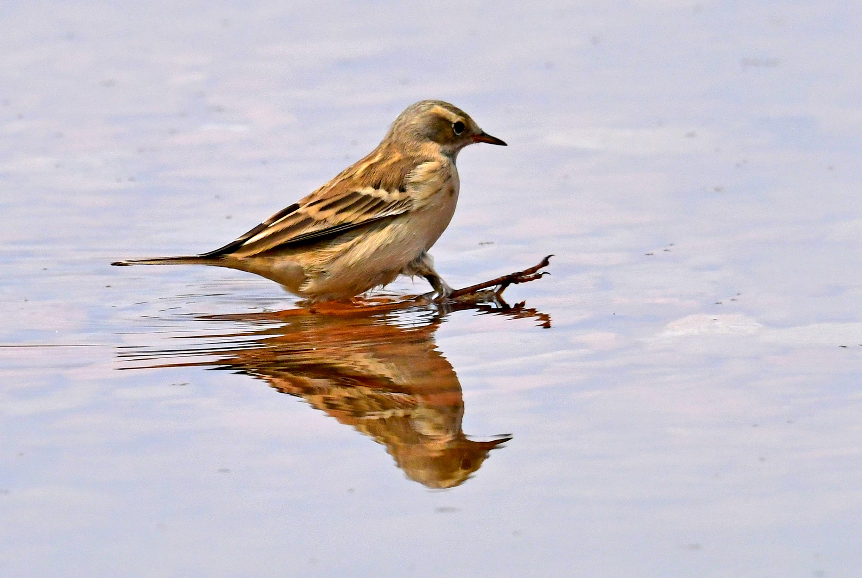 水鹨——观鸟纪实_浅滩_活动_鸟类