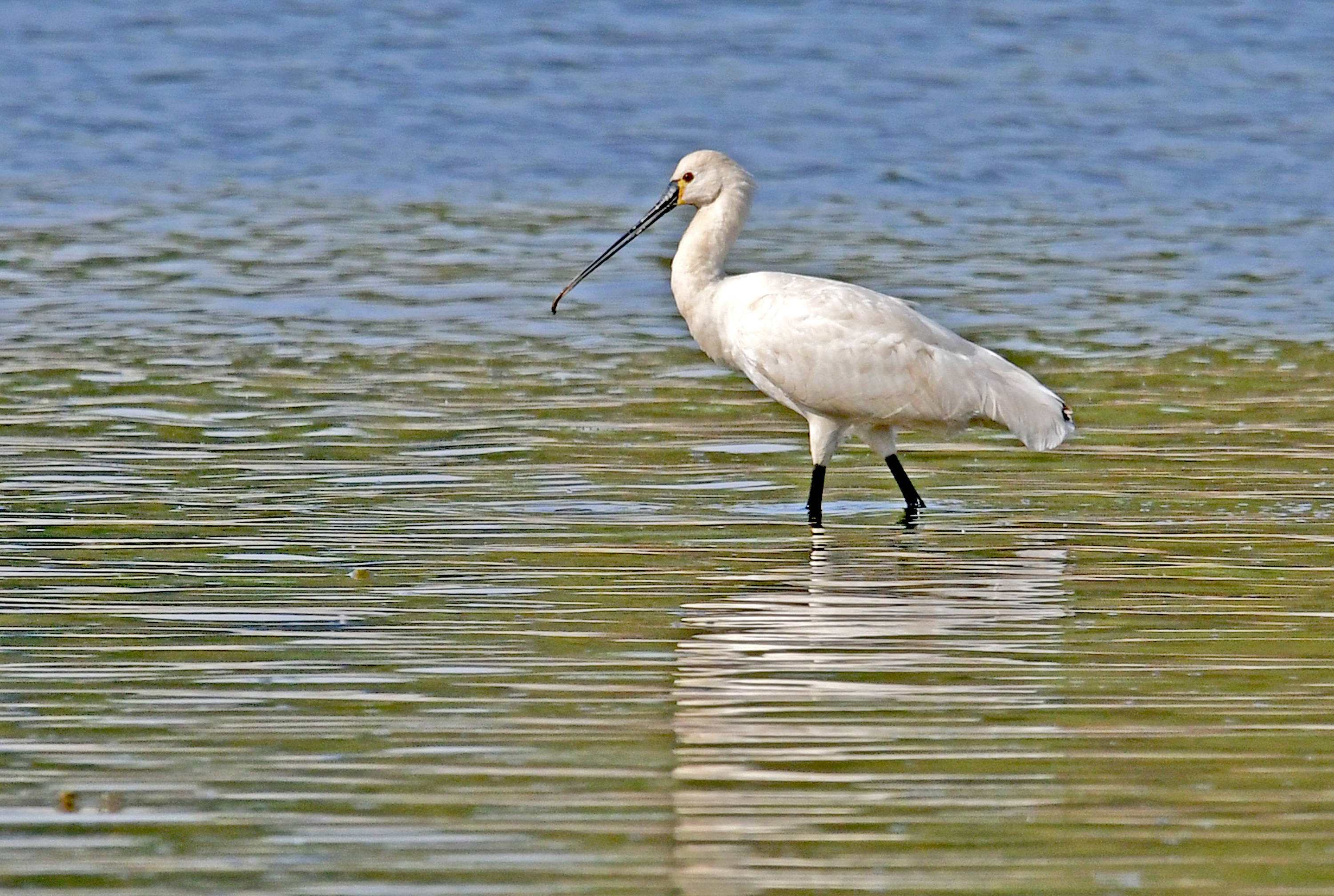 白琵鹭——观鸟纪实_保护_芦苇丛_大嘴巴