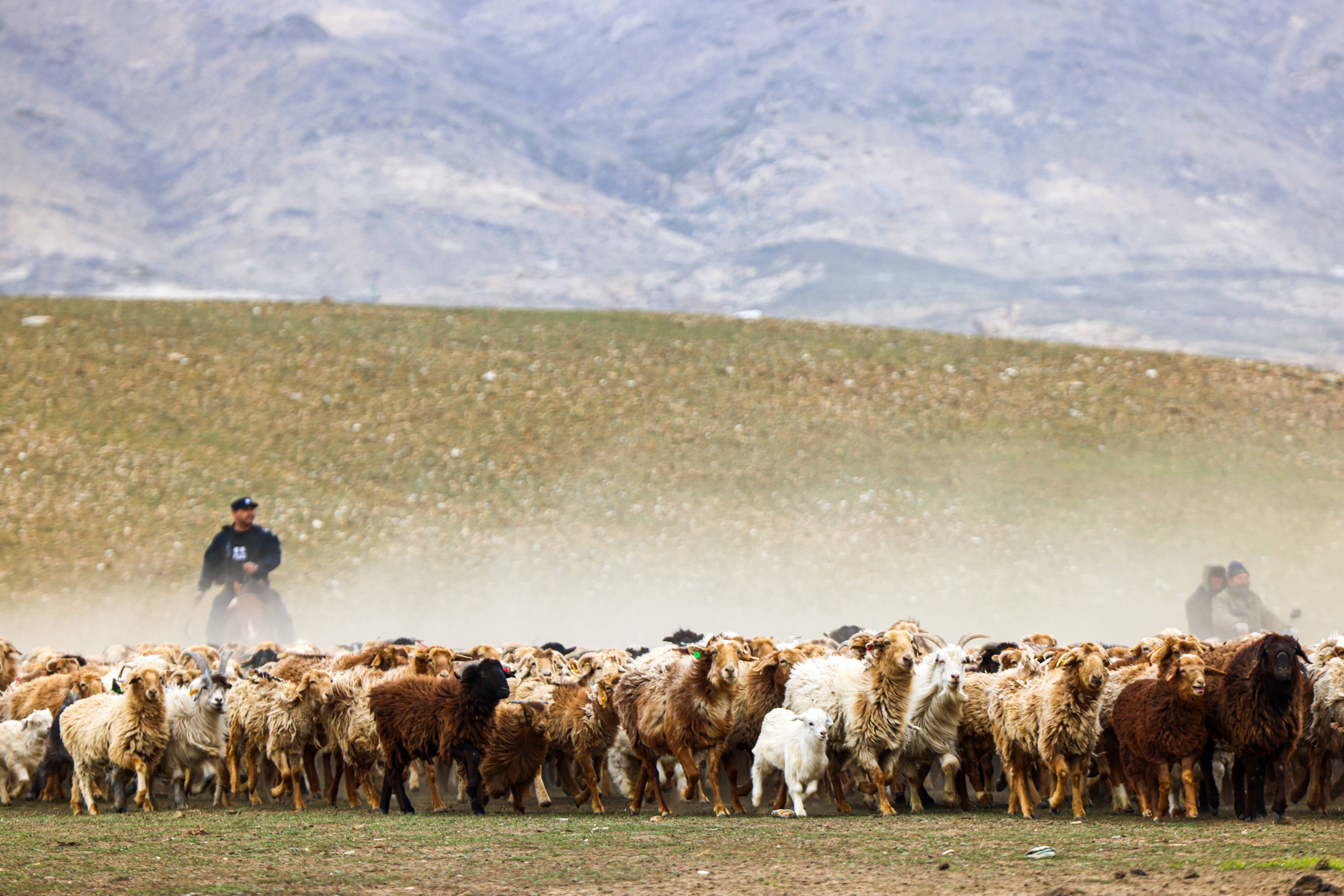 新疆阿勒泰:民警化身"牧羊人"助力牧民转场_管理_羊群_前往