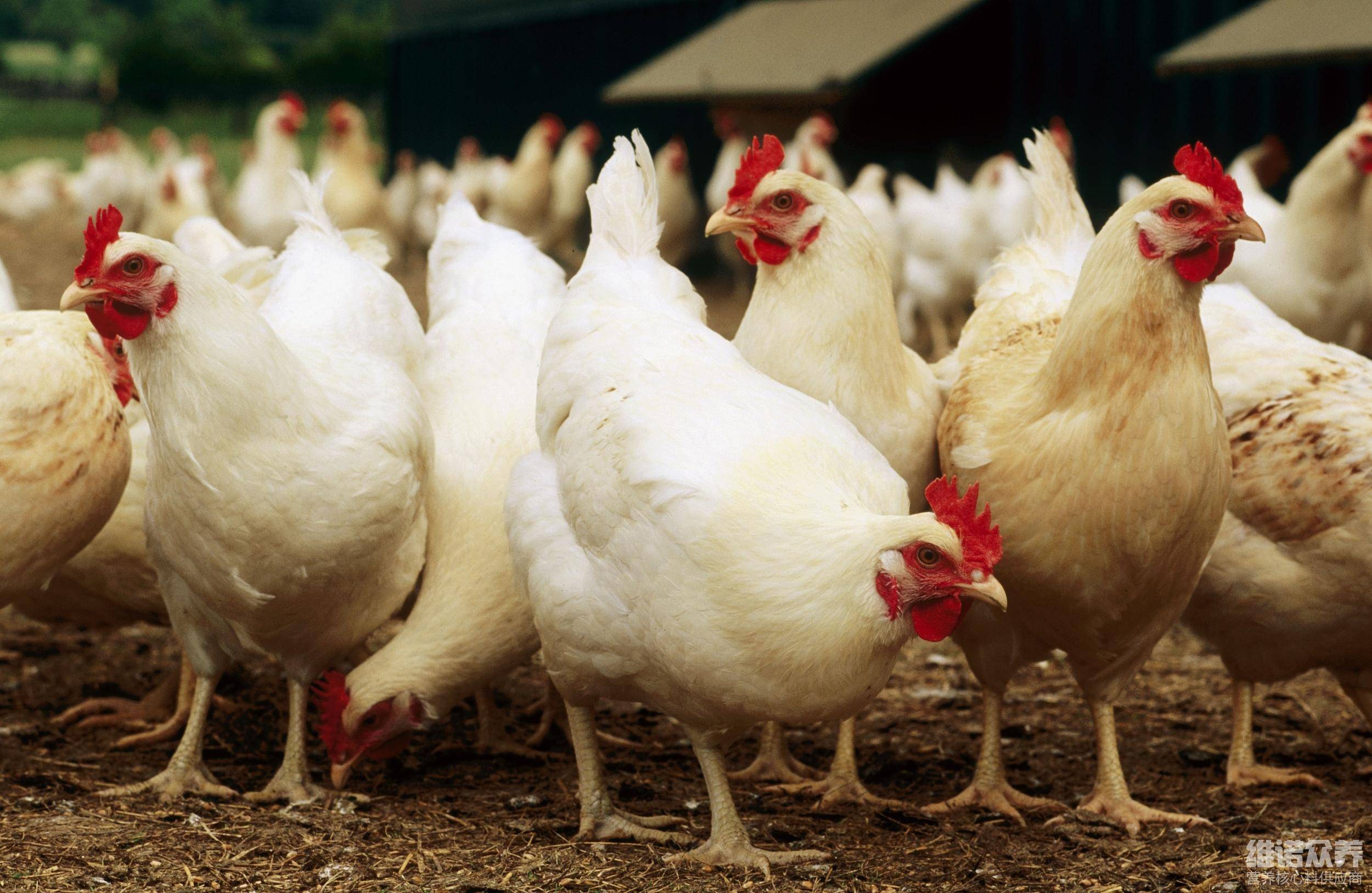 肉鸡饲料怎么配比,肉鸡的每日饲料量_维诺_蛋白质_矿物质