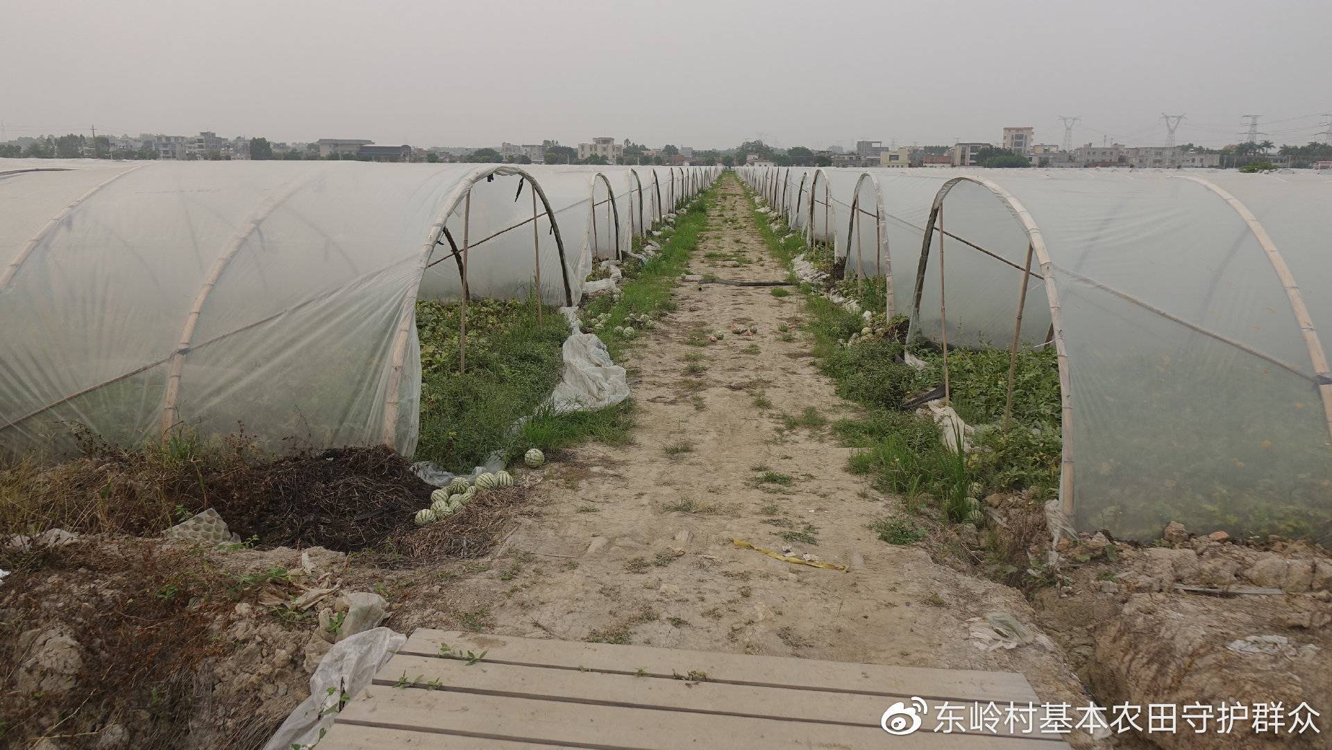 雷州东岭村图片