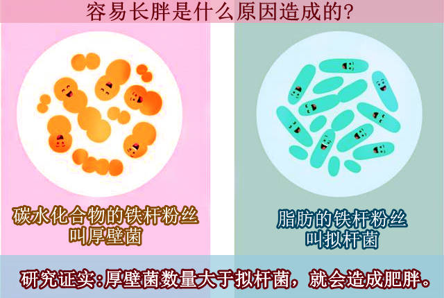 肠道_数量_动物