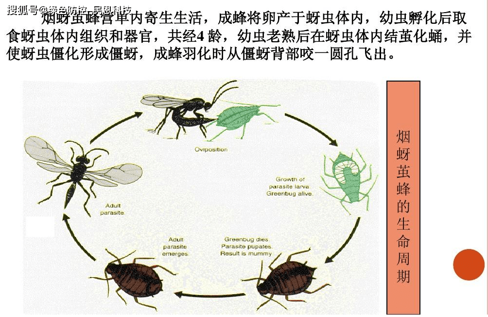 蚜茧蜂生物防治技术的推广和应用,广泛应用于烟草等作物上蚜虫的防治