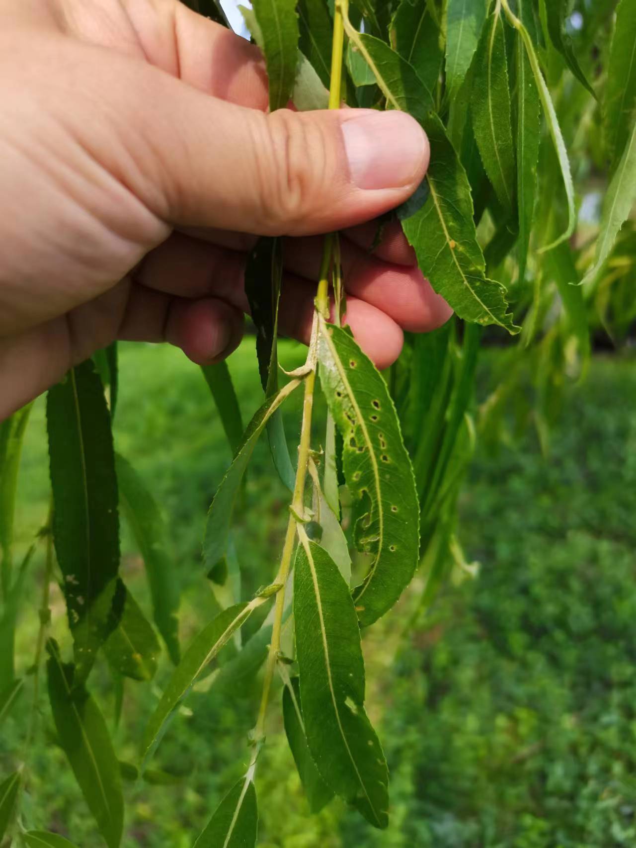 柳树蚜虫叶甲网蝽防治技术--柳树叶片斑点失绿发黄卷曲缺刻是什么原因