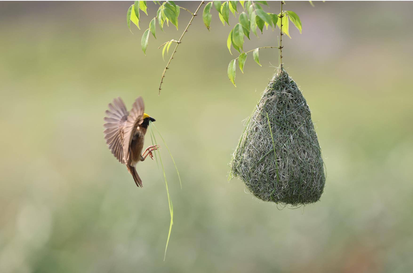 织布鸟筑巢过程图片