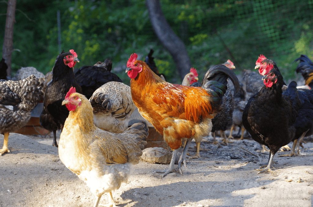 育肥鸡怎样养长得快,育肥鸡养殖技术与管理_饲料_控制_进行