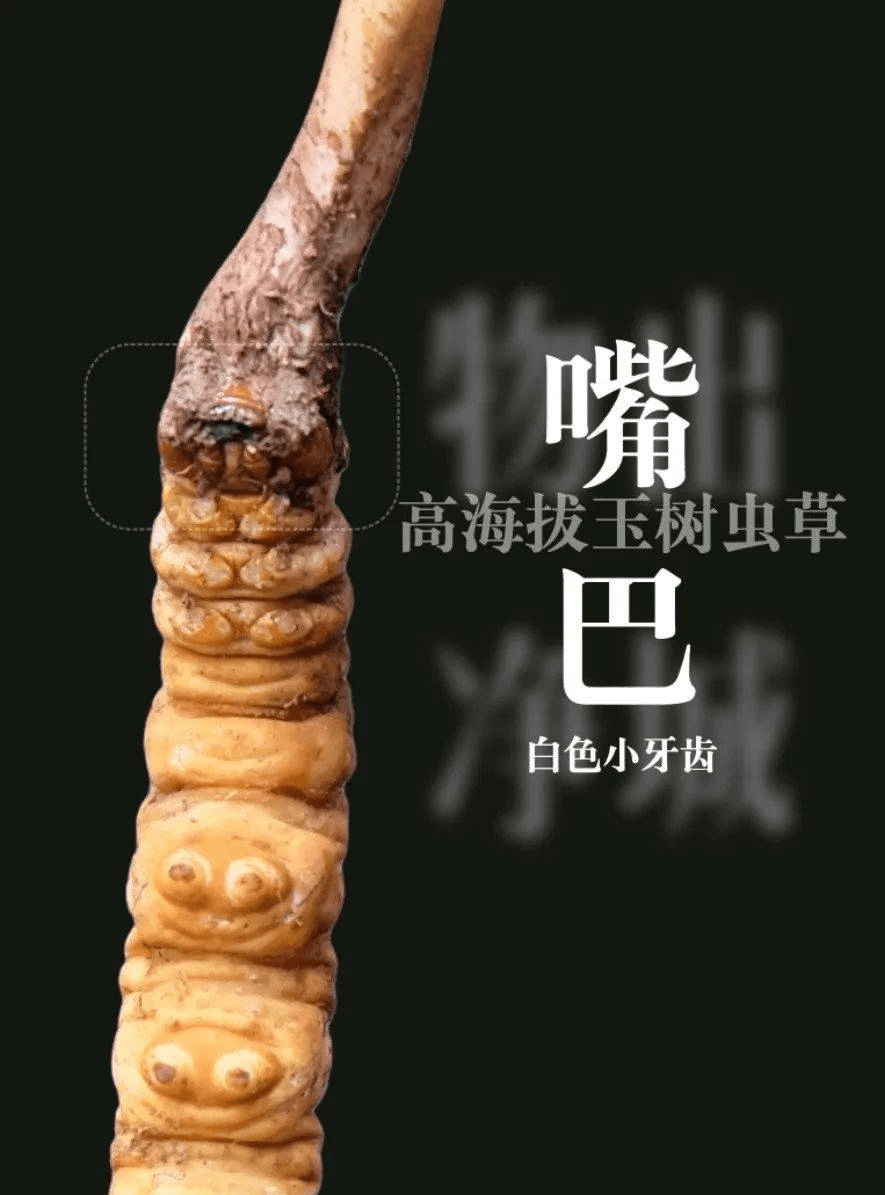 黑色冬虫夏草多少一包图片