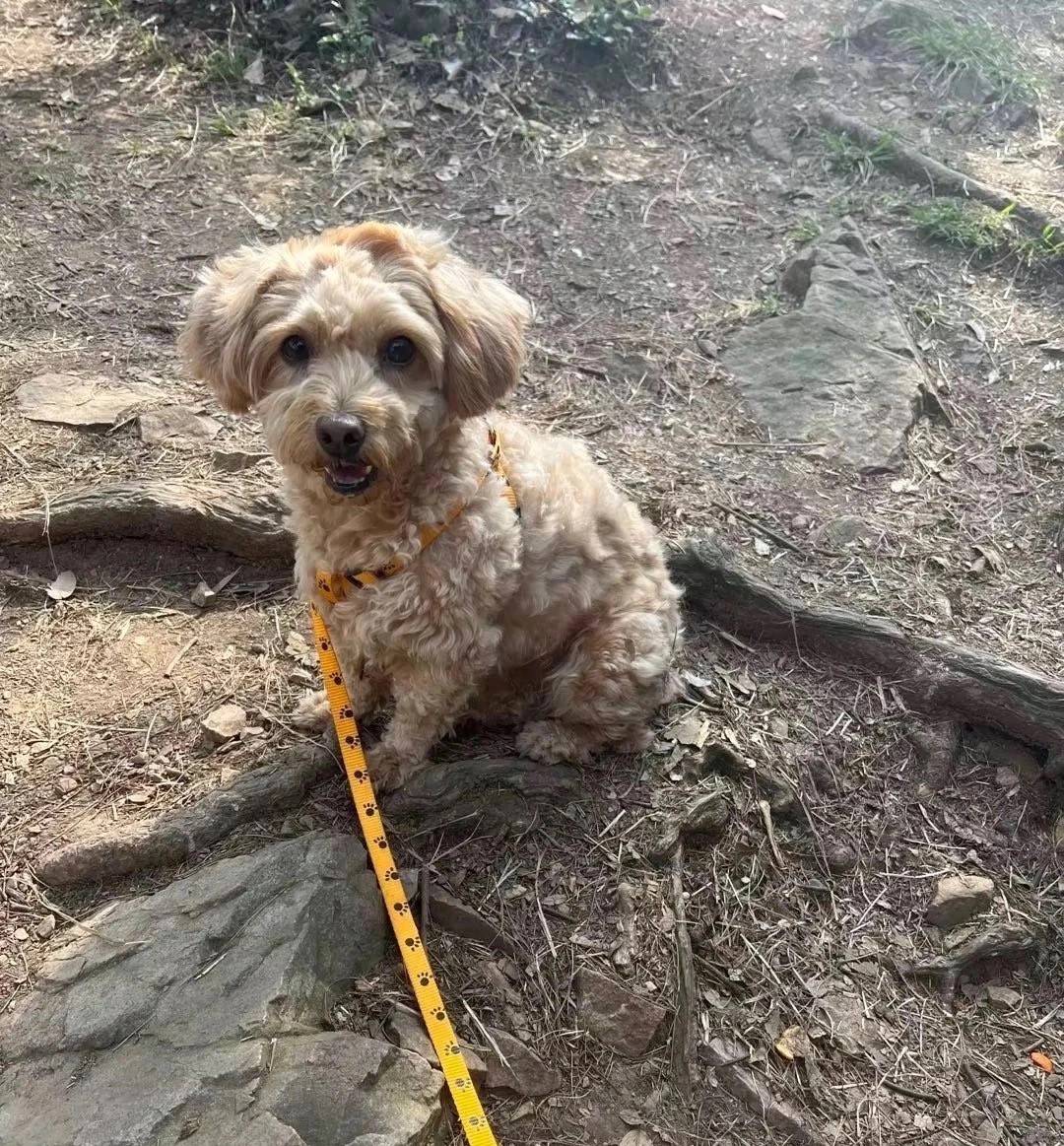 江苏省无锡市新吴区《有偿寻狗》—1000寻"淡卡其色/泰迪串串犬"_吉吉