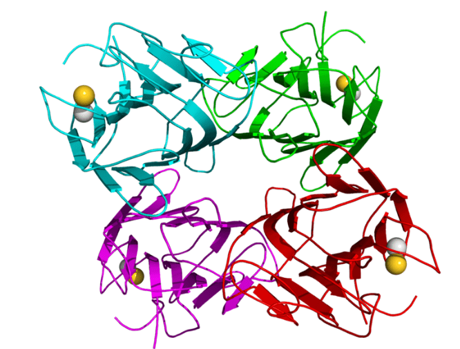fitc-cona;荧光素标记刀豆球蛋白a;concanavalin a-fluorescein_绿色