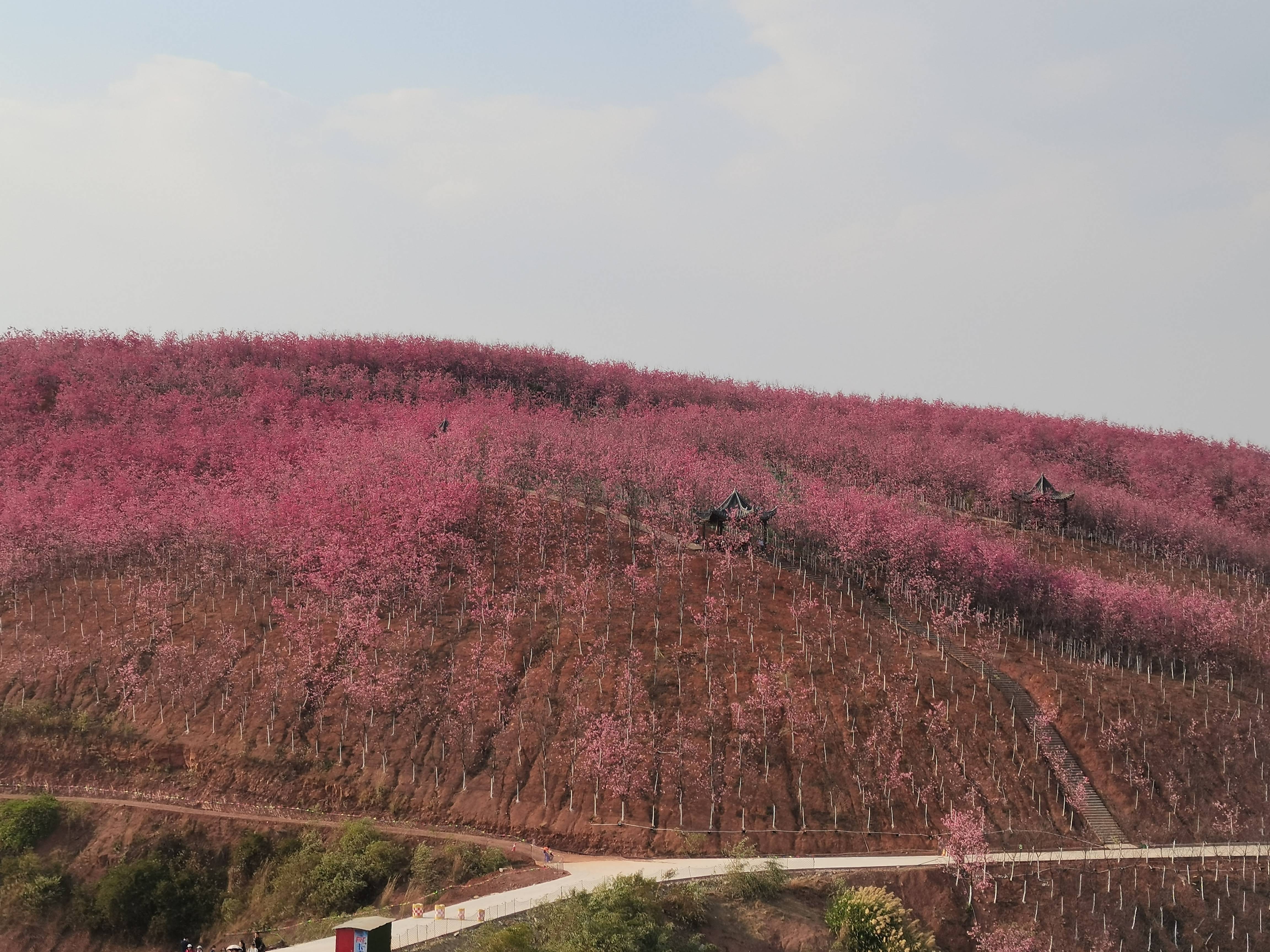 三月赏花季(三)宜良山后樱花