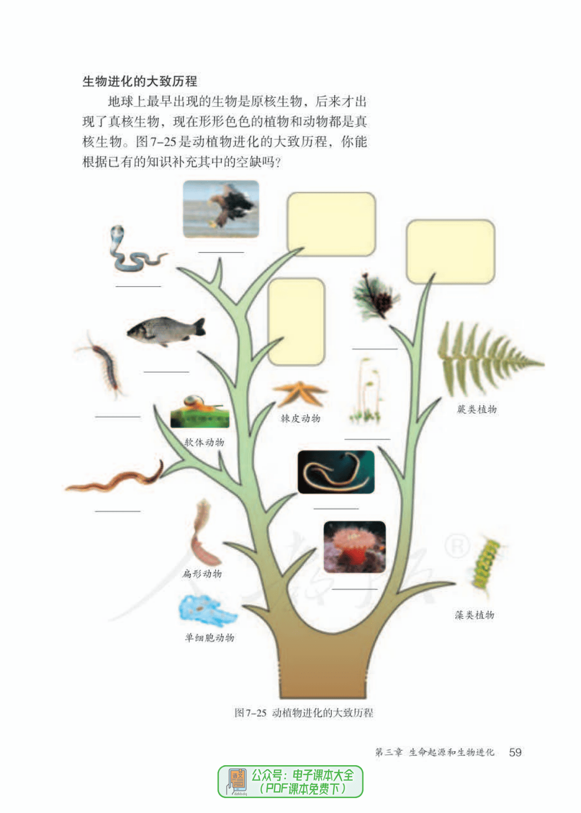 扁形动物呼吸方式图片