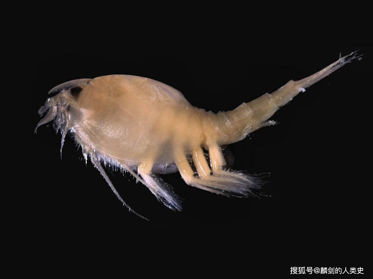 【动物界全系列】甲壳亚门—软甲纲_胸部_亚纲_头部