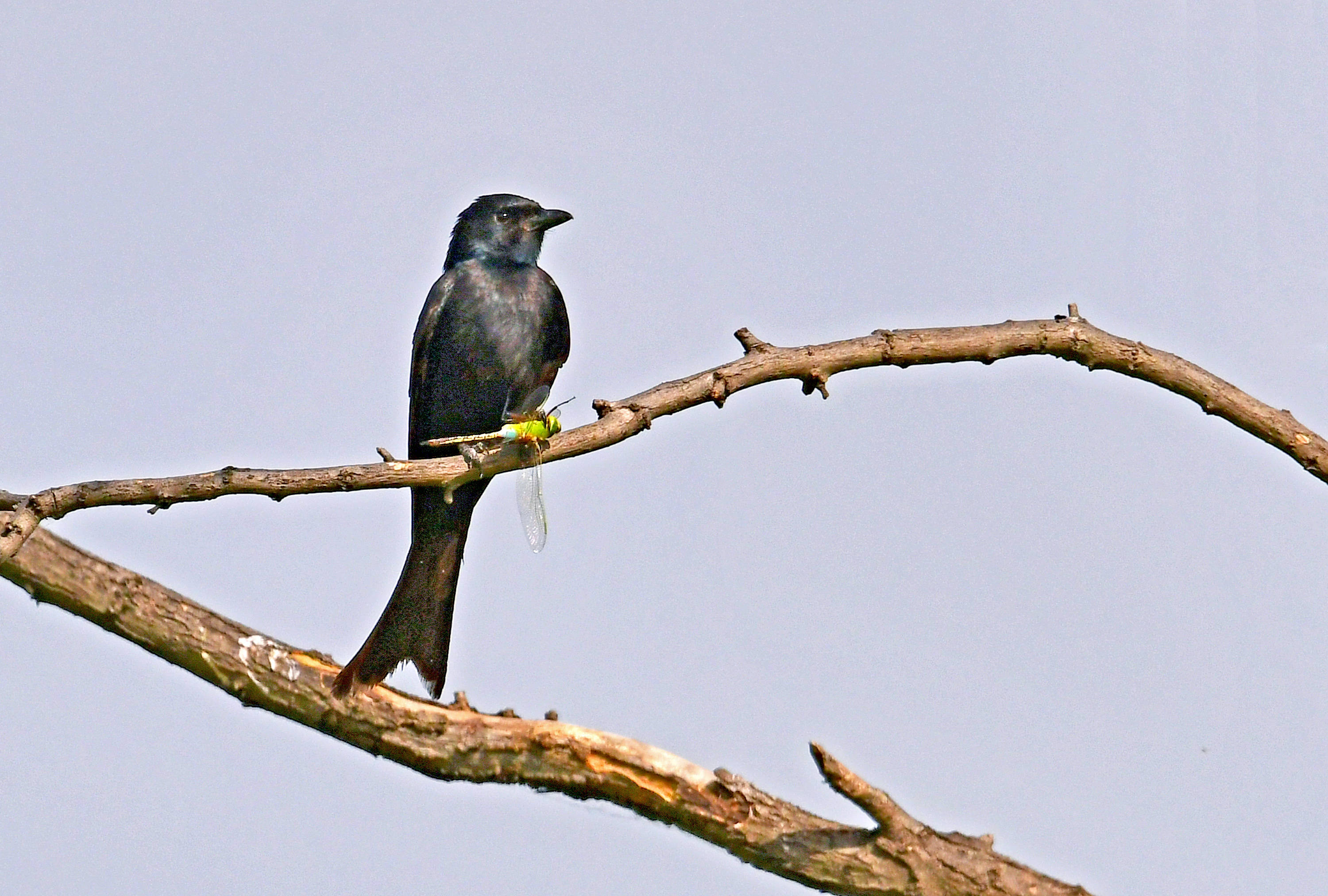 黑卷尾——观鸟纪实