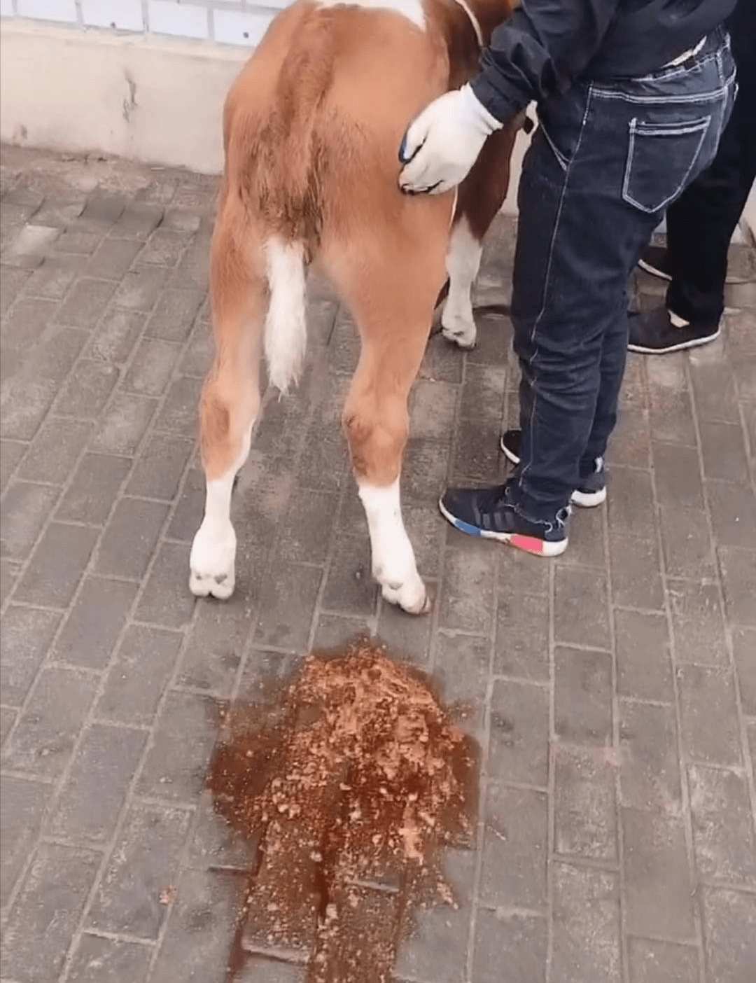 牛病毒性肠炎症状图片图片