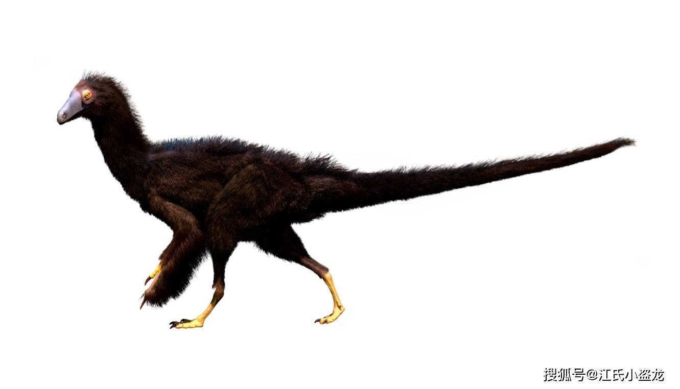 【恐龙王国】中国新恐龙——莱阳 混爪龙_龙的_化石_外形