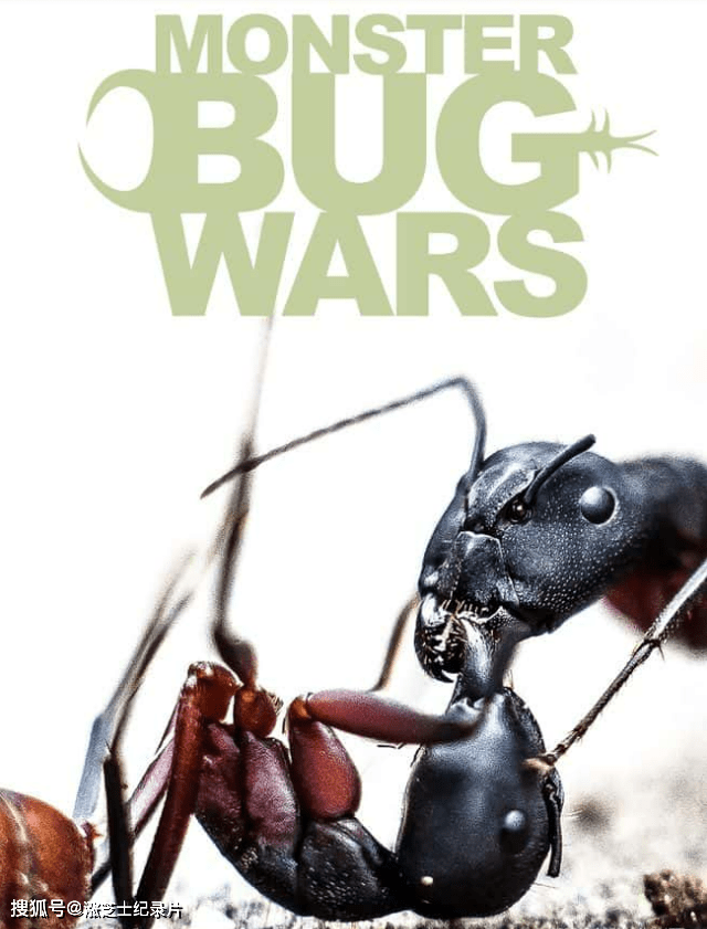 9512-探索频道《昆虫生死斗 Monster Bug Wars》第1-2季全12集 英语中英双字 官方纯净版 1080P/MKV/29.4G 虫虫杀手大战