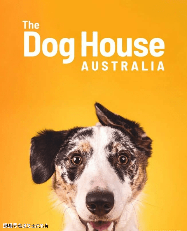 9536-澳大利亚纪录片《澳大利亚狗狗屋 The Dog House Australia 2022》第1-2季全22集 英语中英双字 1080P/MKV/36G 宠物庇护所