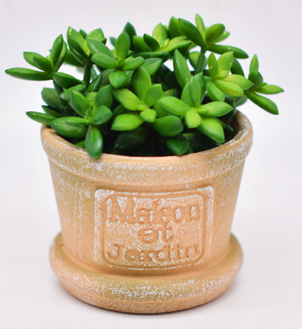 初识白凤菊之时没有把它当成多肉植物,虽然它的叶片也为肉质,但是看