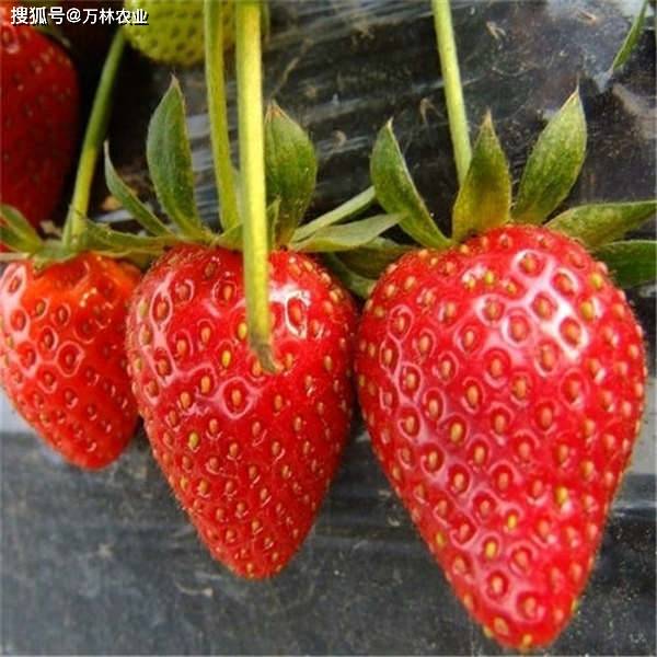 越秀草莓苗脱毒二代苗育苗基地,替代红颜草莓的品种_口感_颜色_甜度