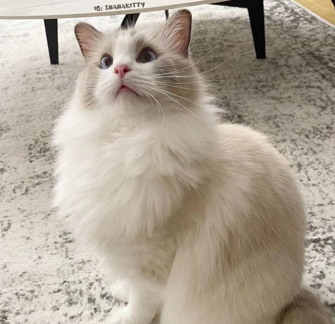 还在因为不懂得布偶猫品相而苦恼吗_价格_花色_性格