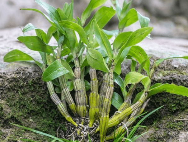 鐵皮石斛十大功效與作用,鐵皮石斛原來有這麼多好處?