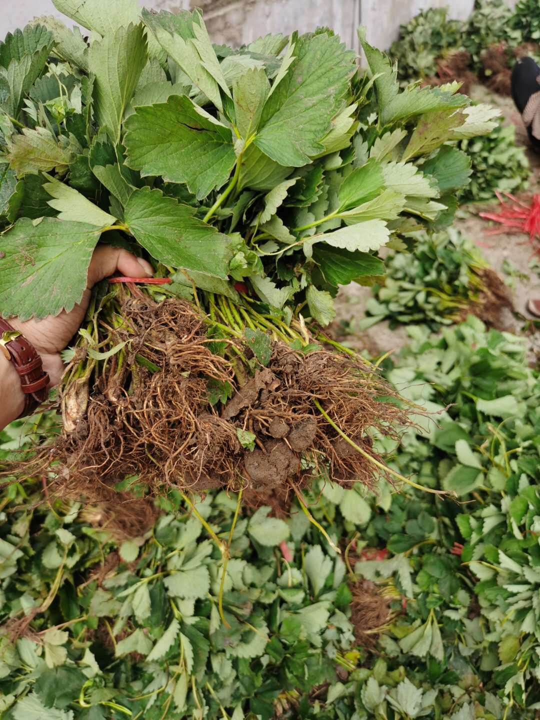 2023年粉玉2号草莓苗价格大公开!"_根系_种苗_生长期