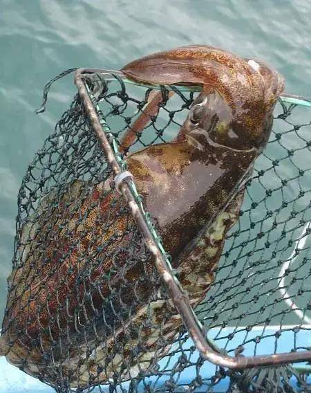 鲁荣渔2682号事件,11人杀22名同伴,靠岸后每人单独坐一辆警车_刘贵夺