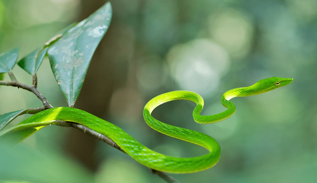 昆明车站外现多条绿瘦蛇在垃圾筒上爬行_云南省_颜色_黄色