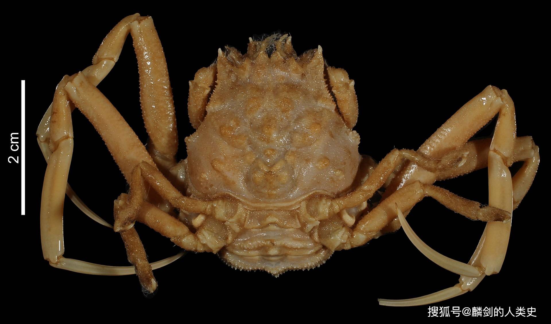 【动物界全系列】关公蟹总科—关公蟹科(上):关公蟹_生活_平家_敌人