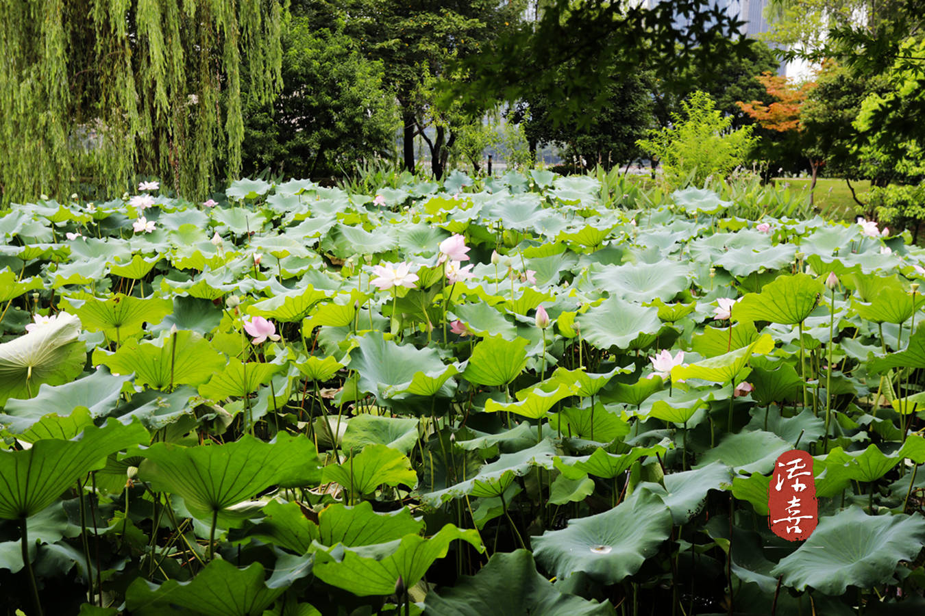 夏日绍兴梅龙湖公园:荷花竞胜,这里风光独好_游客_景点_文化