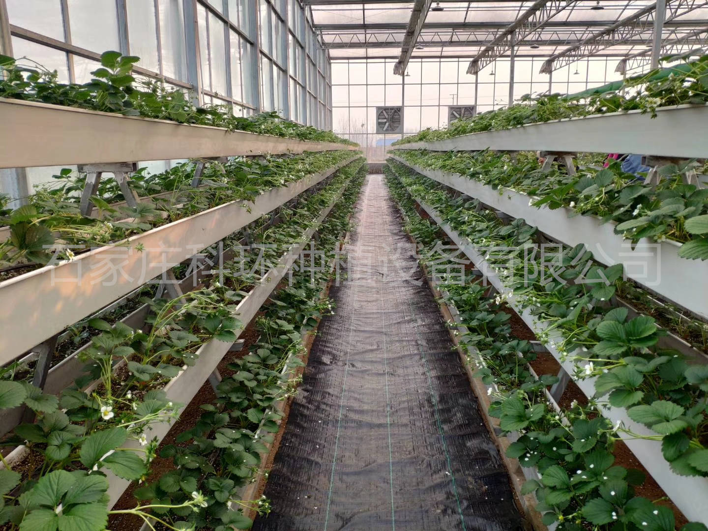 大棚种植草莓必备哪些肥料种类草莓立体种植槽种植架无土栽培草莓槽
