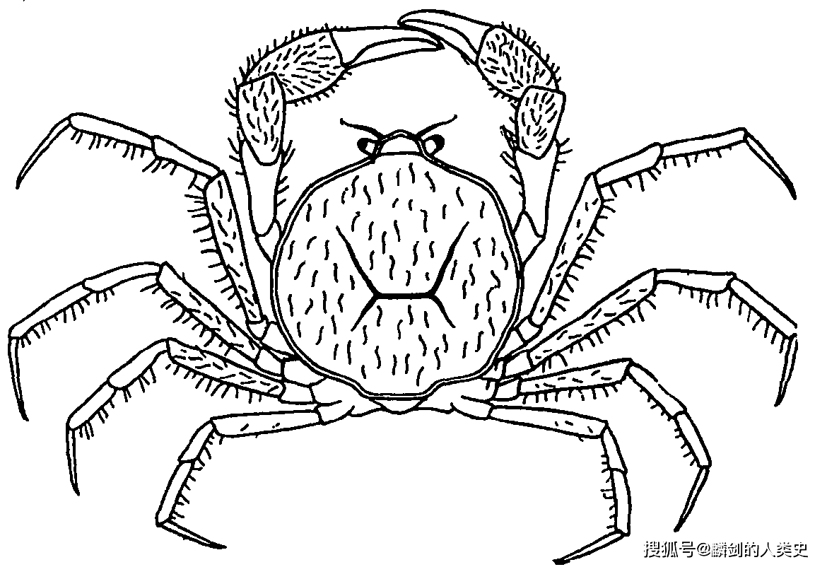 【动物界全系列】异孔亚派—膜壳蟹总科_长度_指节_特征