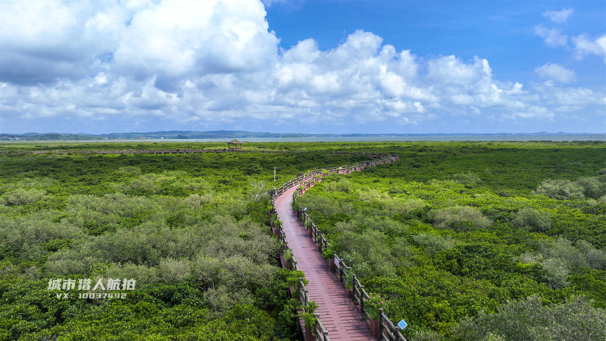 《航拍防城港》第七集:石角红树林,防城港的"海岸卫士"_繁殖_海洋