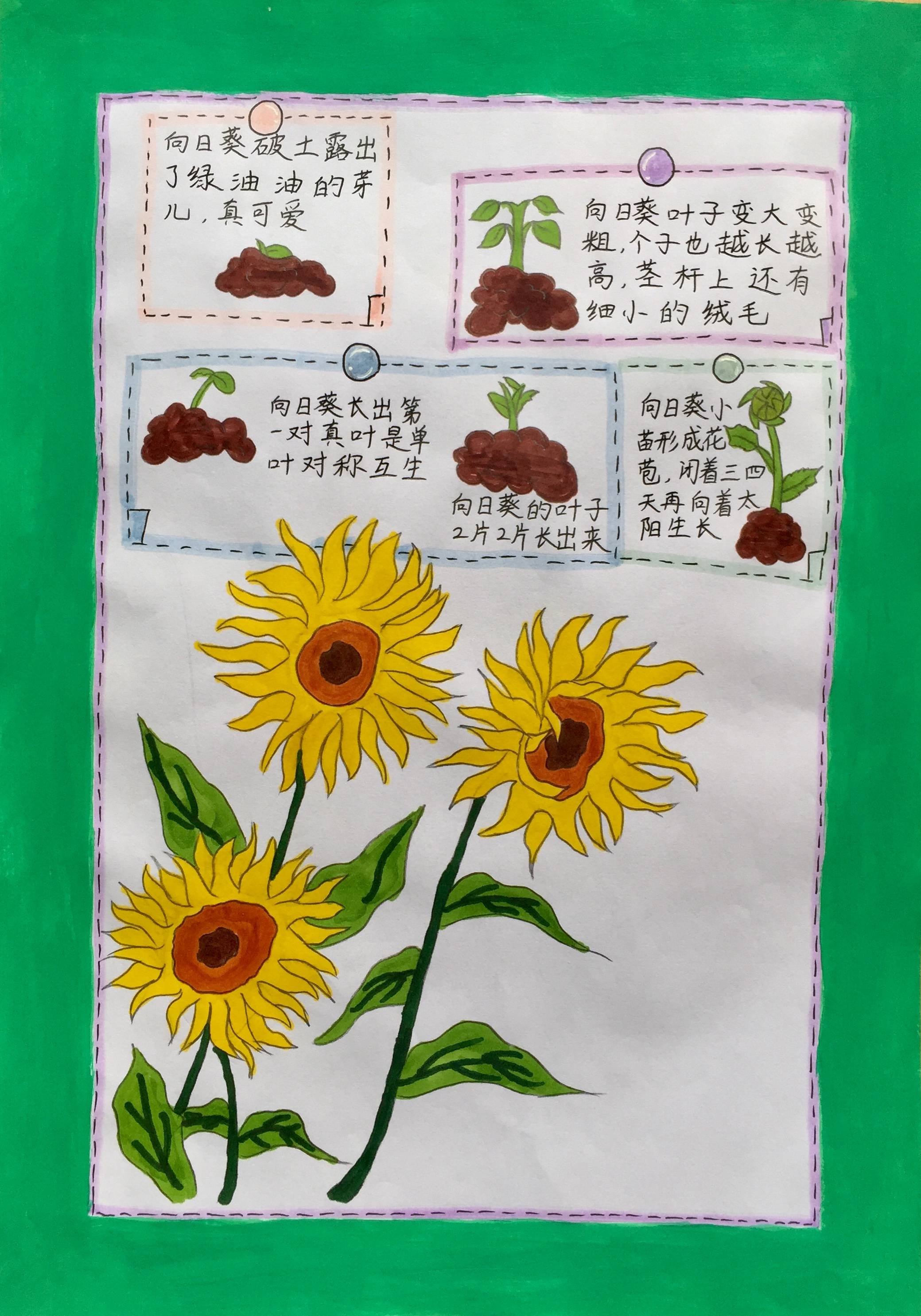 植物画报怎么做 画法图片